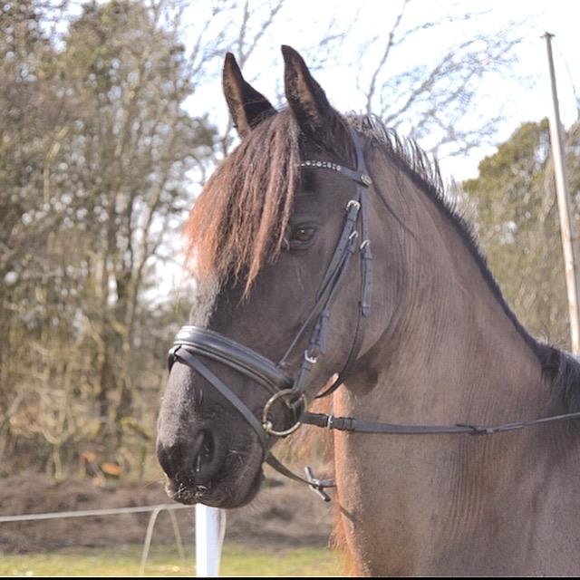 Frieser Sofia billede 9