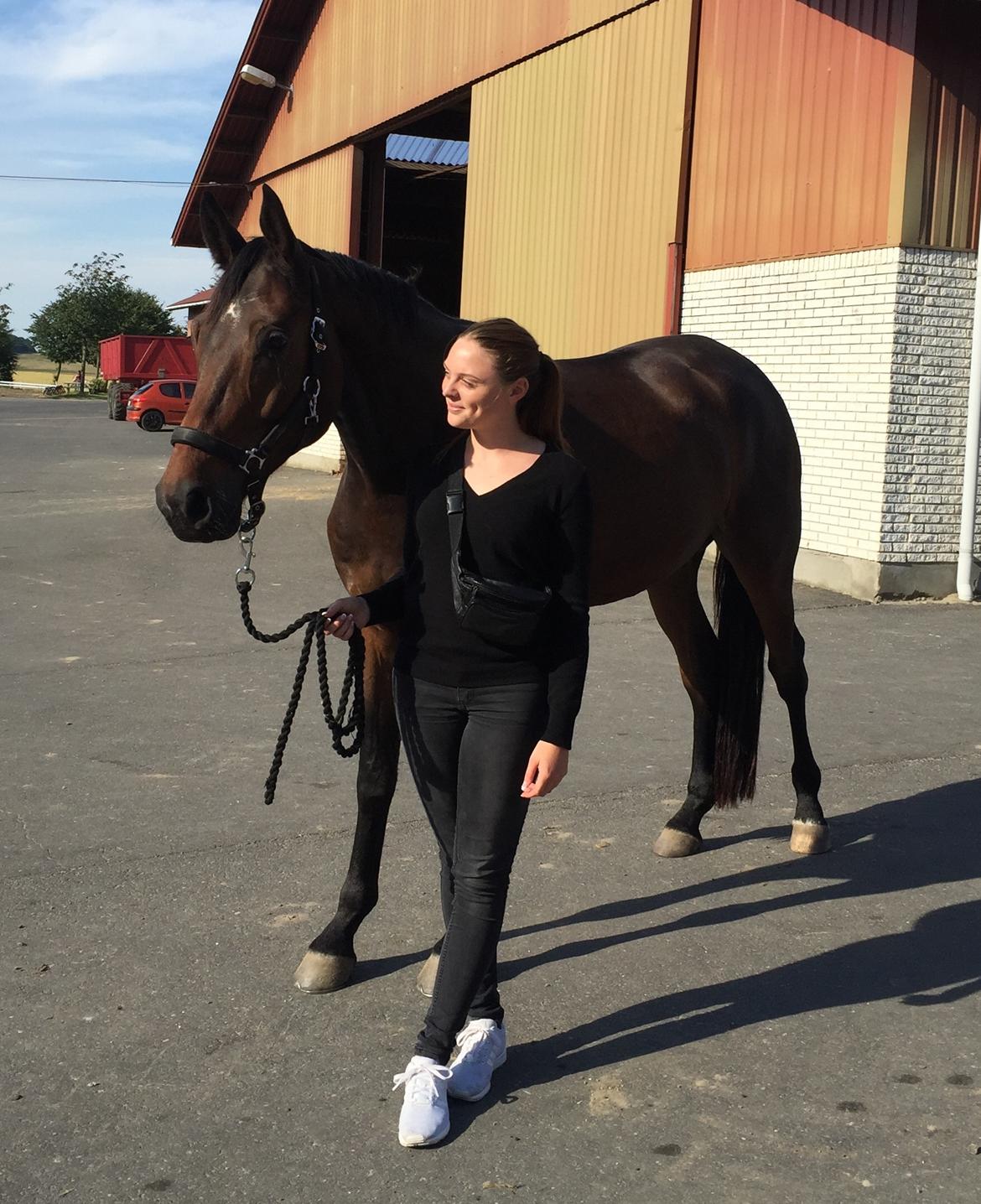 Dansk Varmblod Stutteri.dk Air Force One billede 1