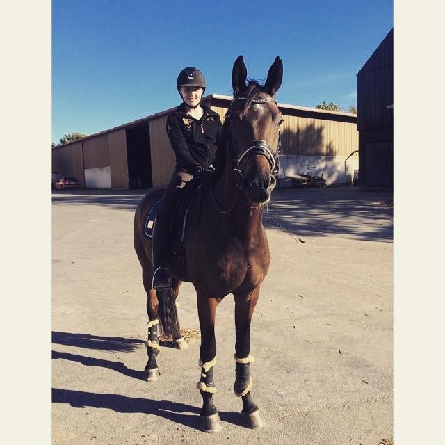 Dansk Varmblod Stutteri.dk Air Force One billede 2