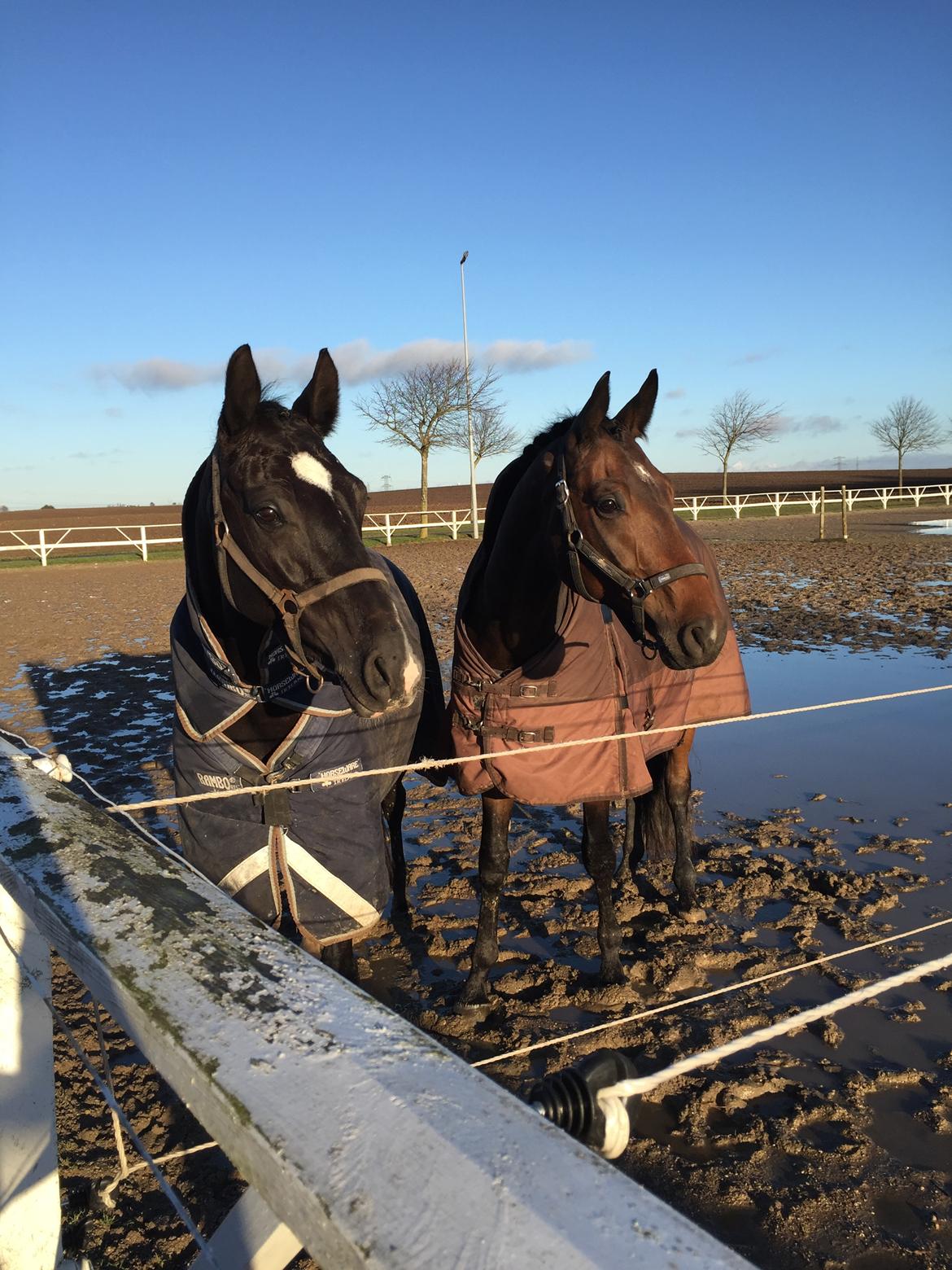 Dansk Varmblod Stutteri.dk Air Force One billede 3