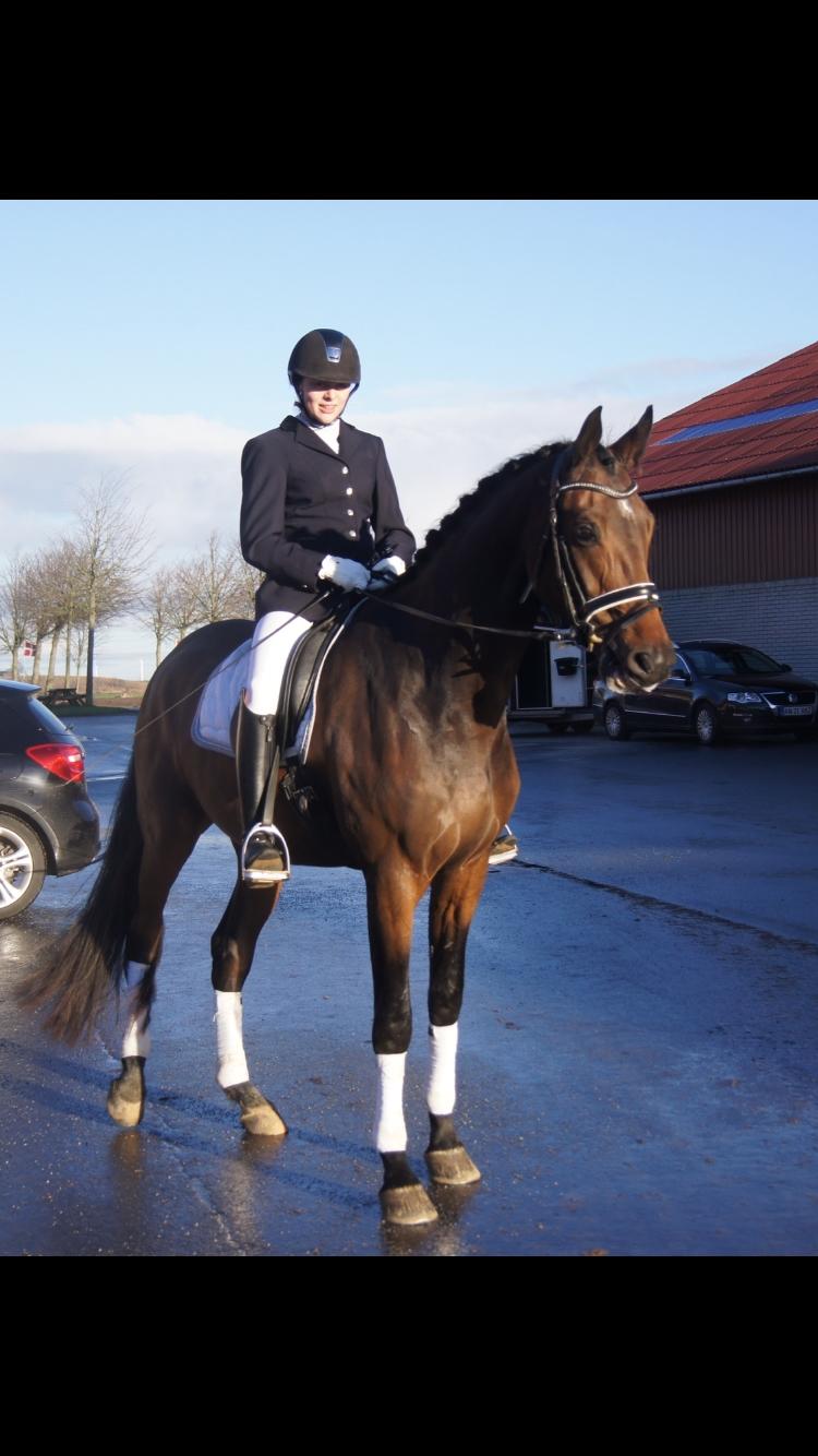 Dansk Varmblod Stutteri.dk Air Force One billede 4