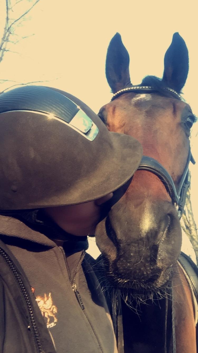 Dansk Varmblod Stutteri.dk Air Force One billede 5