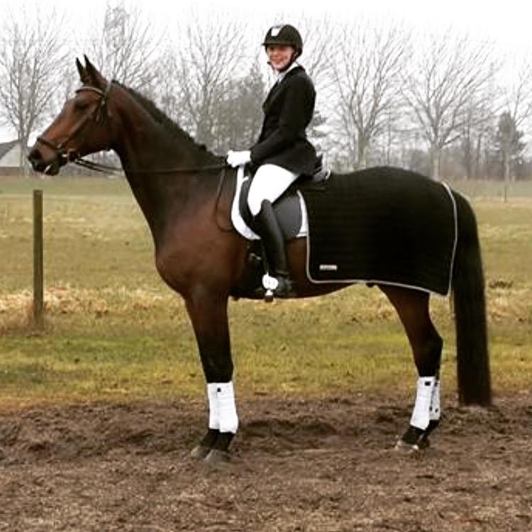 Dansk Varmblod Stutteri.dk Air Force One billede 6