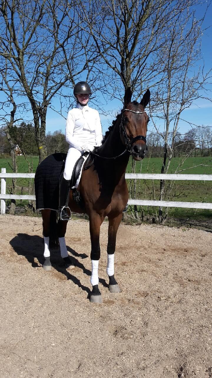 Dansk Varmblod Stutteri.dk Air Force One billede 7