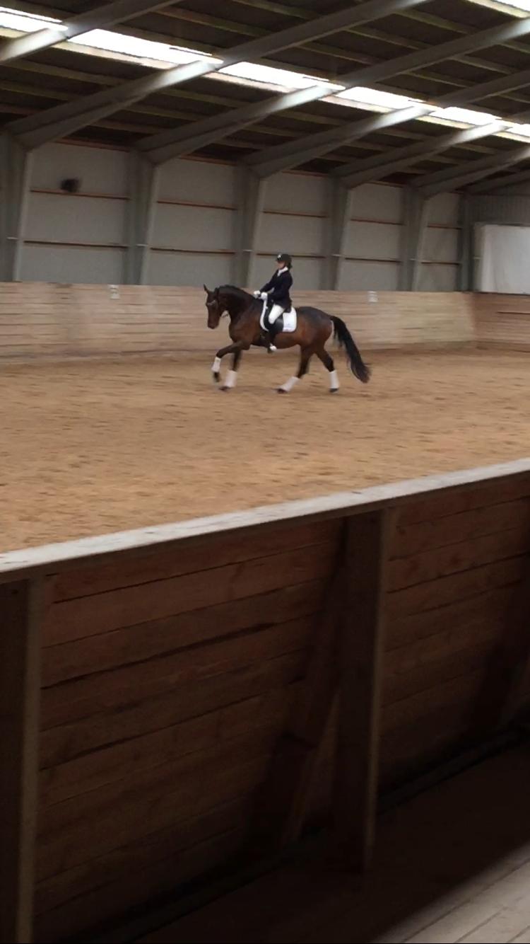 Dansk Varmblod Stutteri.dk Air Force One billede 8