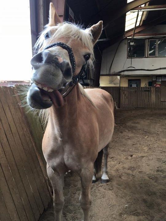 Haflinger Sweet Chili Søvej billede 21