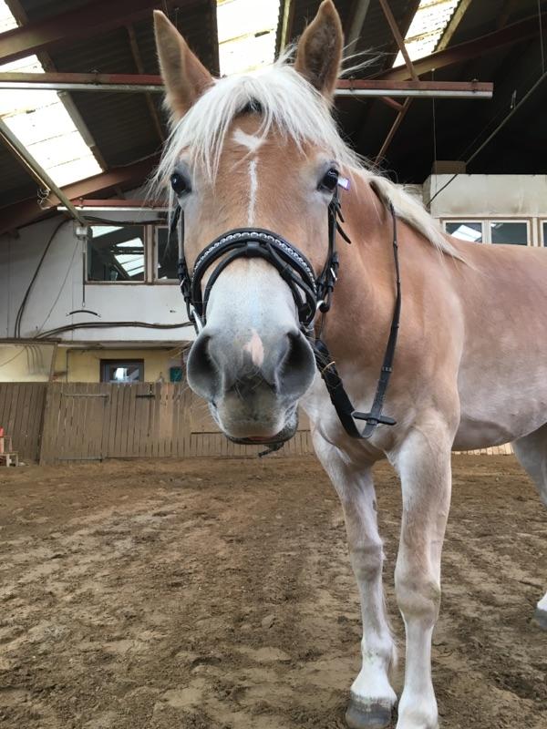 Haflinger Sweet Chili Søvej billede 20