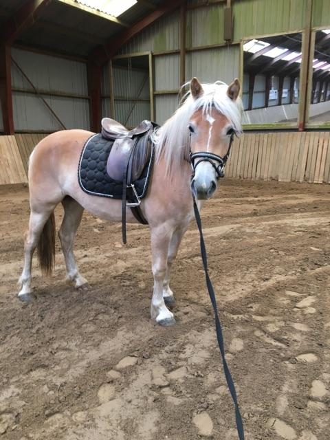Haflinger Sweet Chili Søvej billede 22