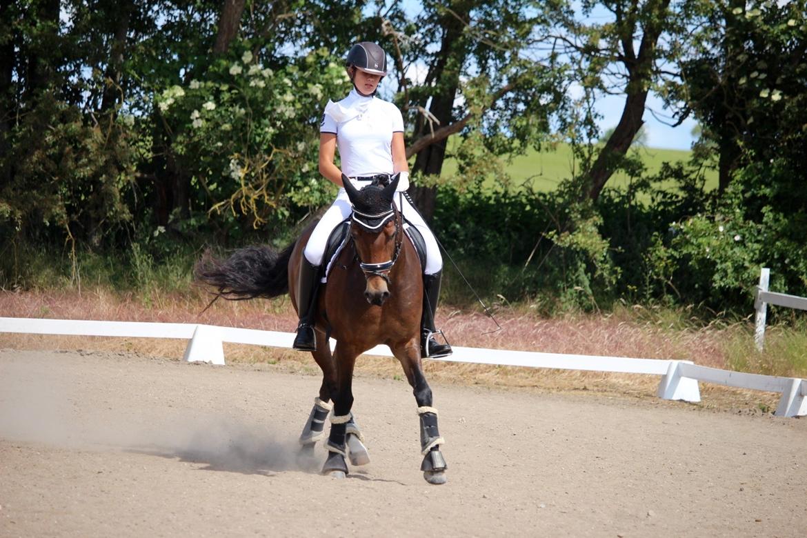 New Forest Kærgaardens Cayenne - RIR 12/6 - 2016 billede 16