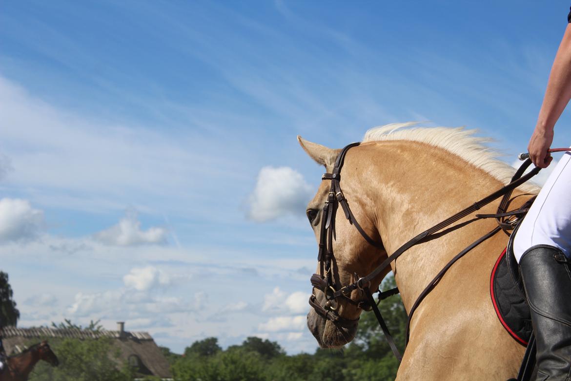 Palomino Amberloid billede 16