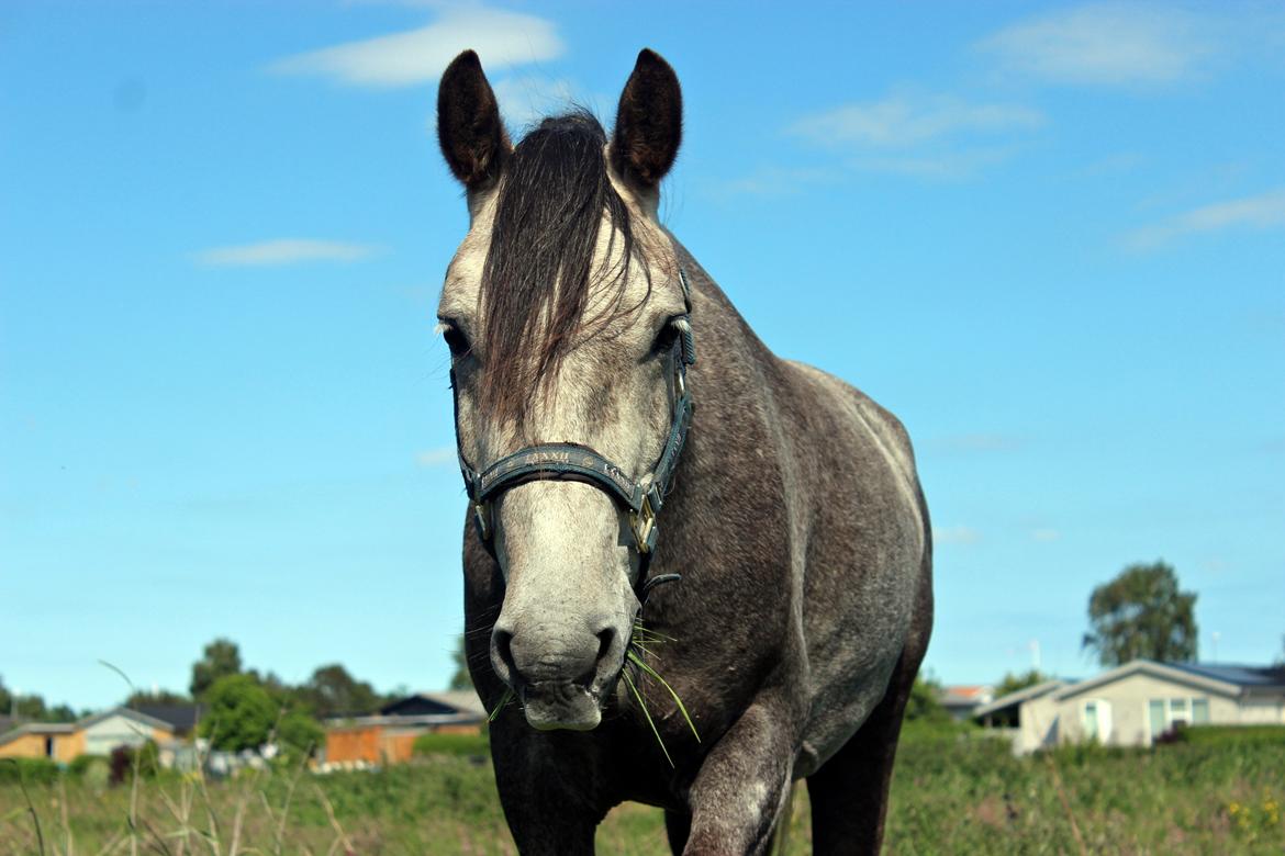 Anden særlig race Stald Nino's Look At Me  - Juni 2016 | billede 15