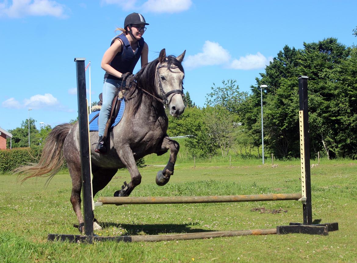 Anden særlig race Stald Nino's Look At Me  - Juni 2016 | Første spring!  billede 17