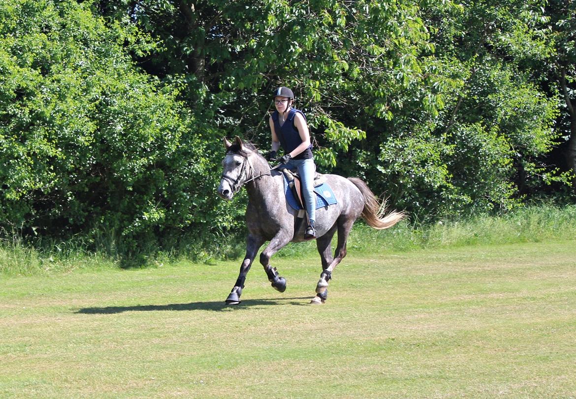 Anden særlig race Stald Nino's Look At Me  - Juni 2016 | billede 18