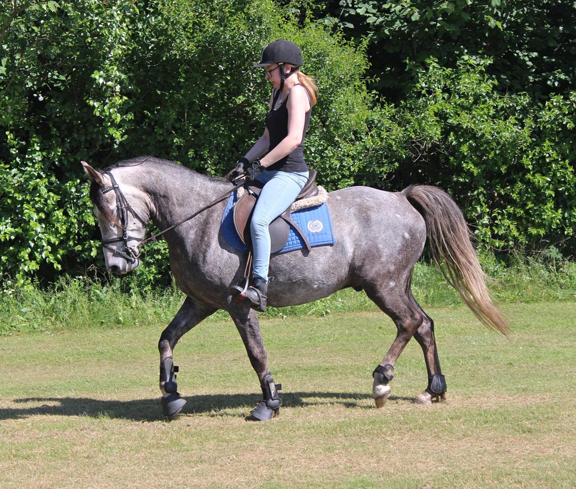 Anden særlig race Stald Nino's Look At Me  - Juni 2016 | billede 5