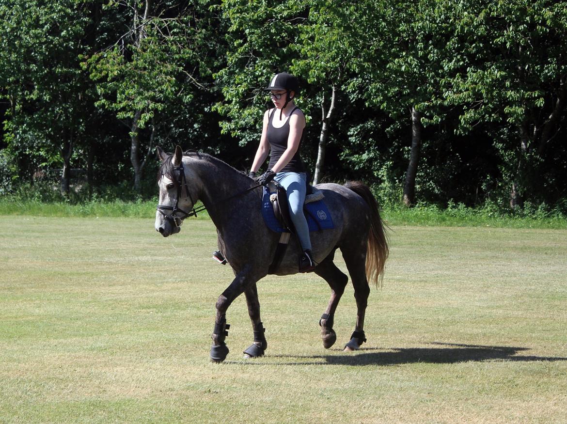 Anden særlig race Stald Nino's Look At Me  - Juni 2016 | billede 19