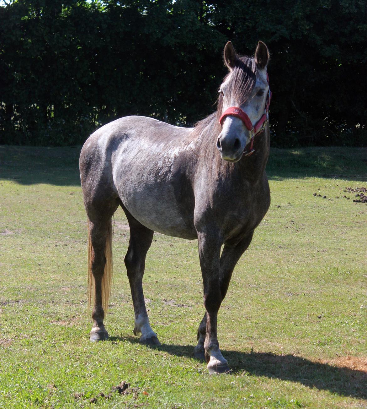 Anden særlig race Stald Nino's Look At Me  - Juni 2016 | billede 20