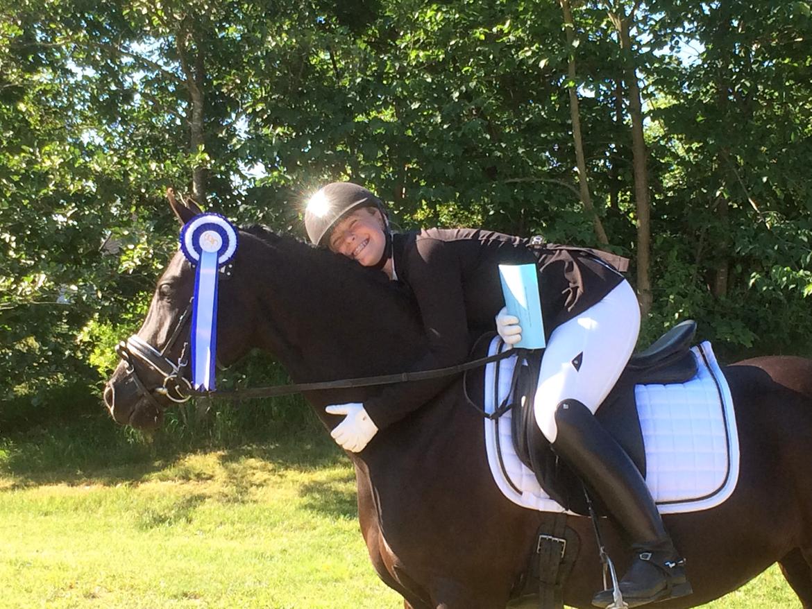 Welsh Partbred (Sec F) Laibek's Olympic - 2. plads i LA1 billede 9