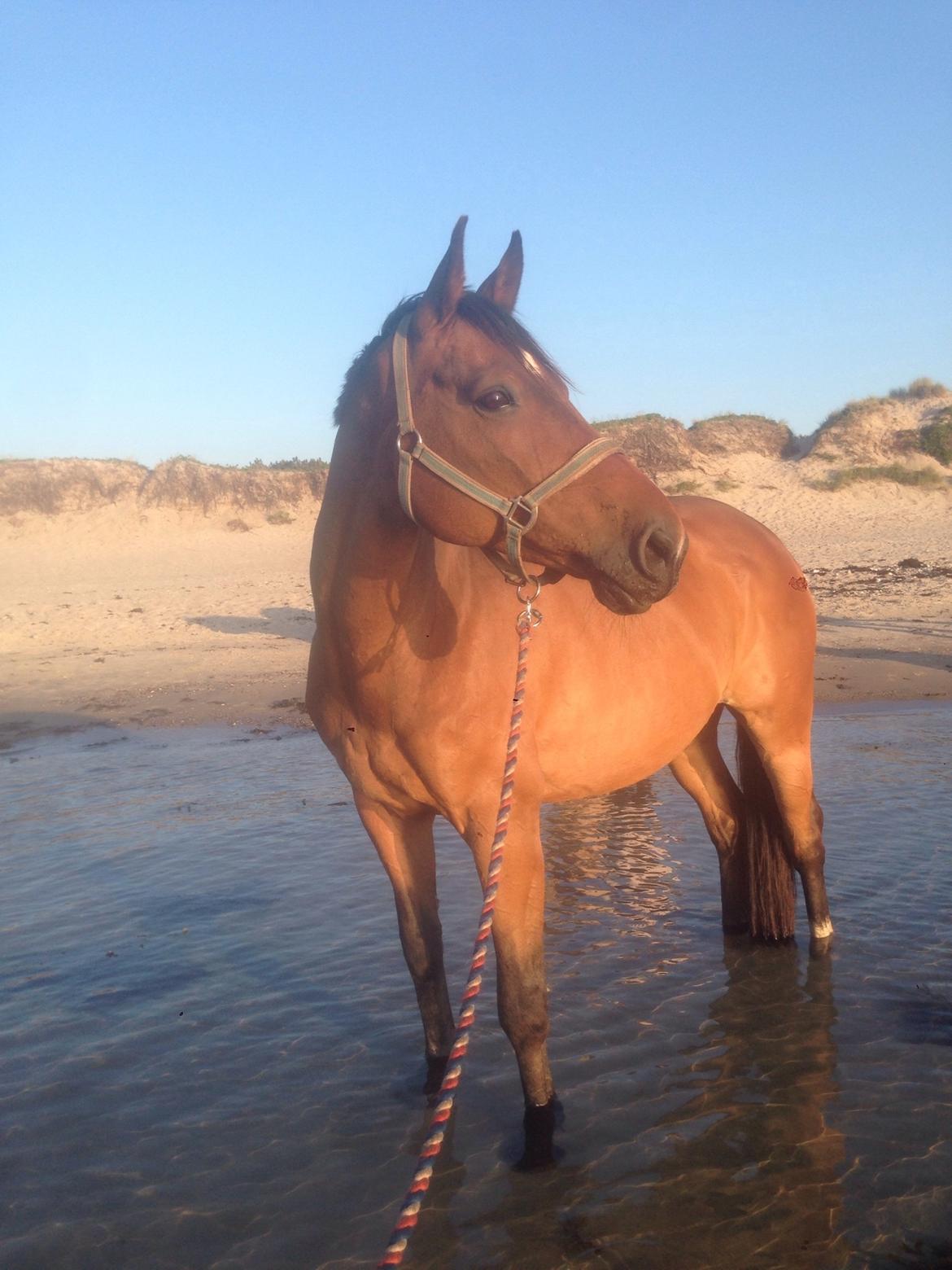 Dansk Varmblod Møllgårds Carry billede 8