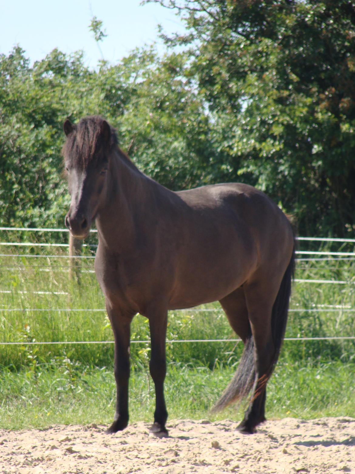 Islænder Dimma fra Trekanten billede 15