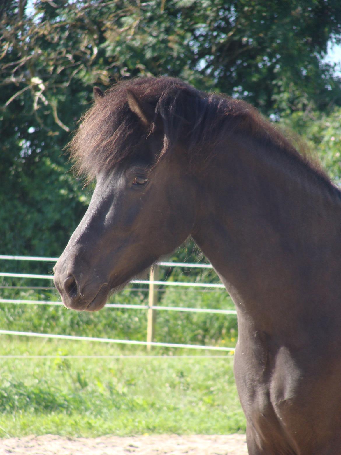 Islænder Dimma fra Trekanten billede 10