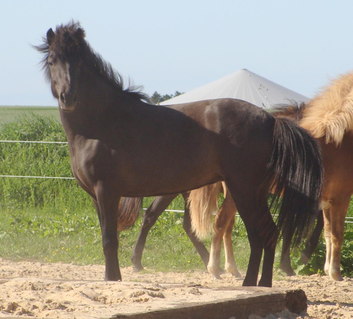 Islænder Dimma fra Trekanten billede 11