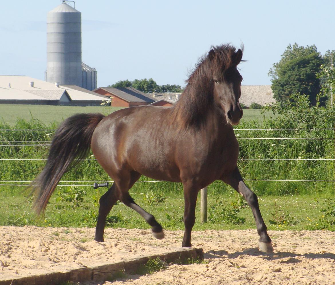 Islænder Dimma fra Trekanten billede 7