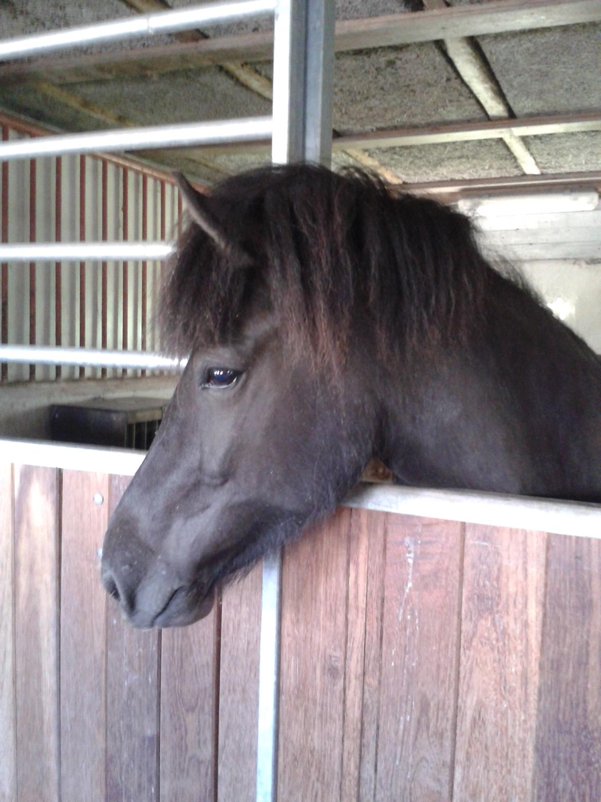 Islænder Dimma fra Trekanten billede 18