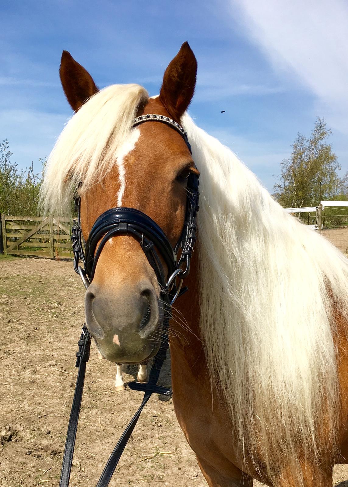 Haflinger Juliane à Rosendal billede 1