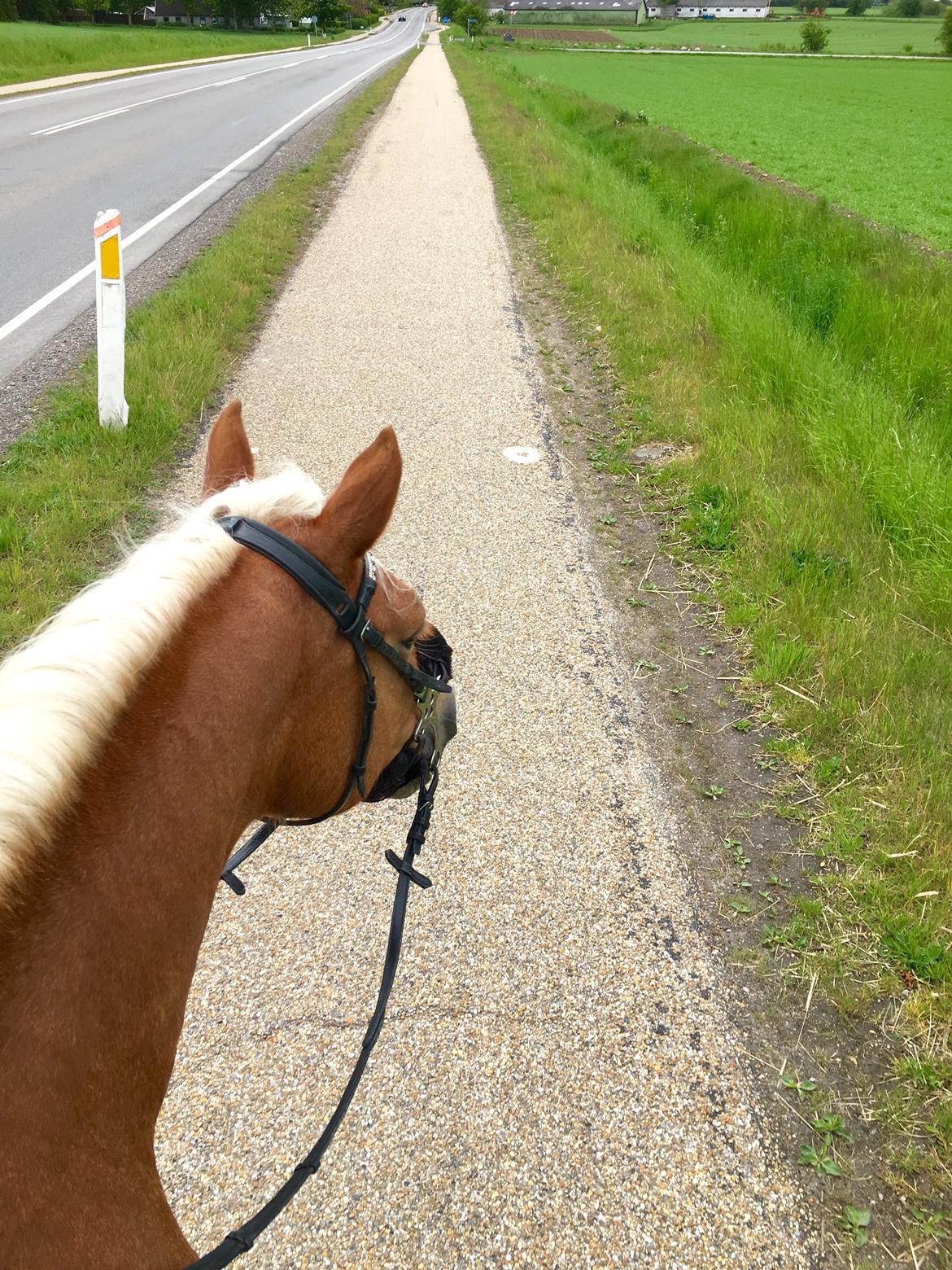 Haflinger Juliane à Rosendal billede 3