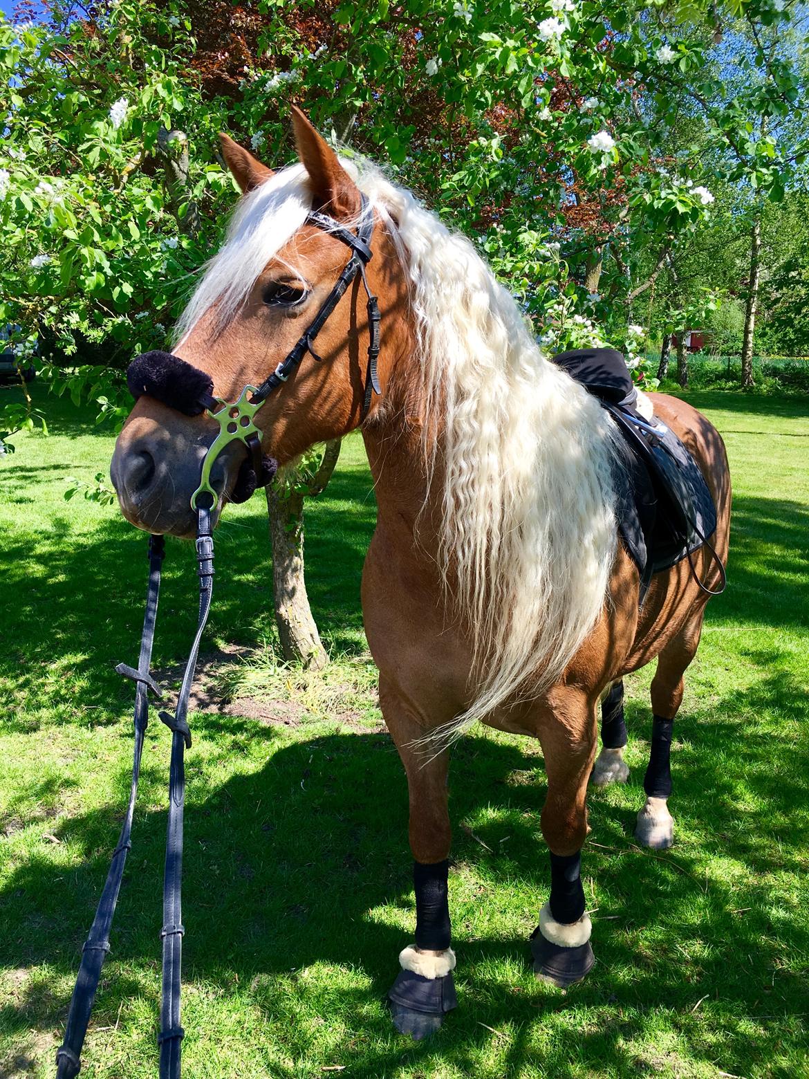 Haflinger Juliane à Rosendal billede 2