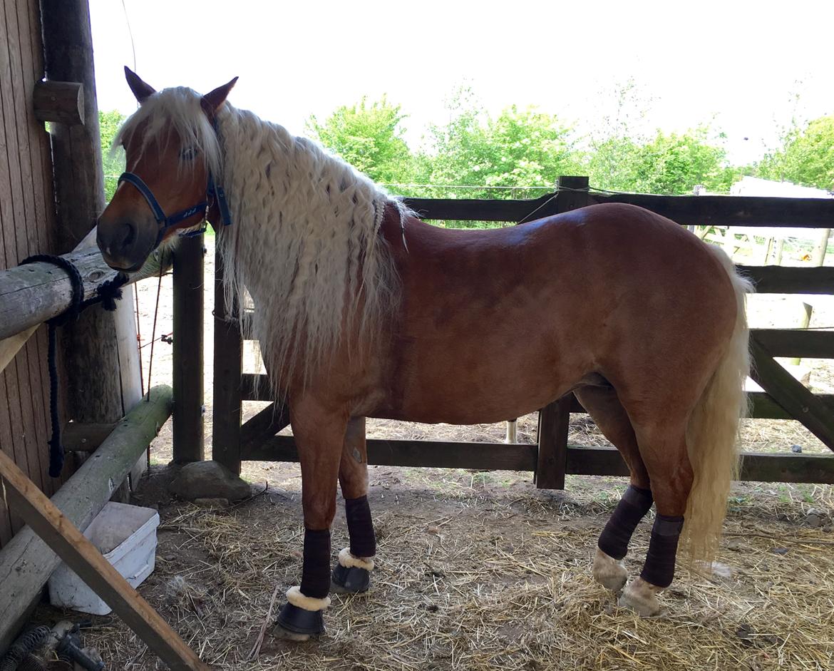 Haflinger Juliane à Rosendal billede 4