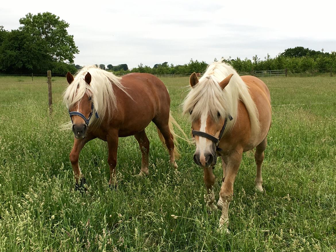 Haflinger Juliane à Rosendal billede 5