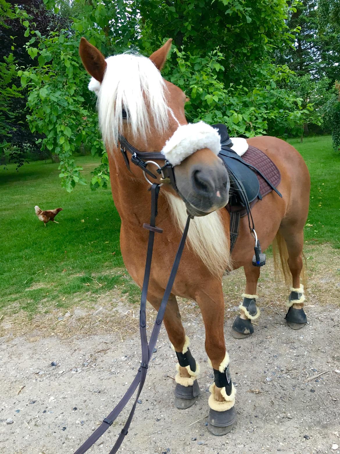 Haflinger Juliane à Rosendal billede 7