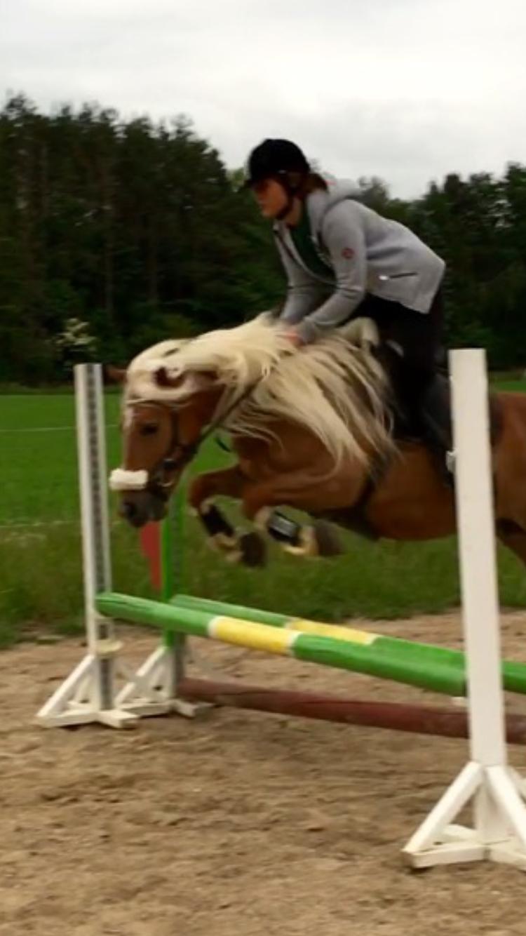 Haflinger Juliane à Rosendal billede 8