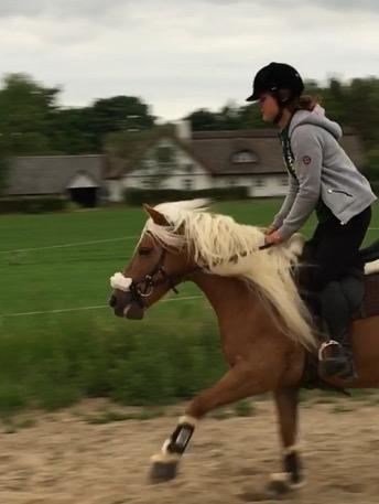 Haflinger Juliane à Rosendal billede 6