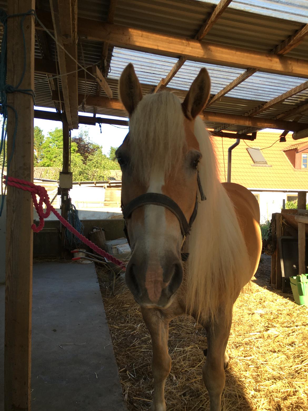 Haflinger Celina billede 2