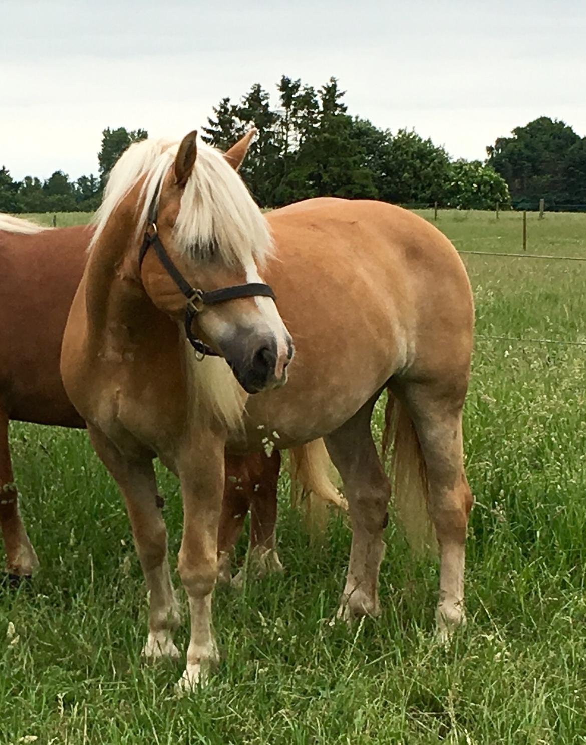 Haflinger Celina billede 4