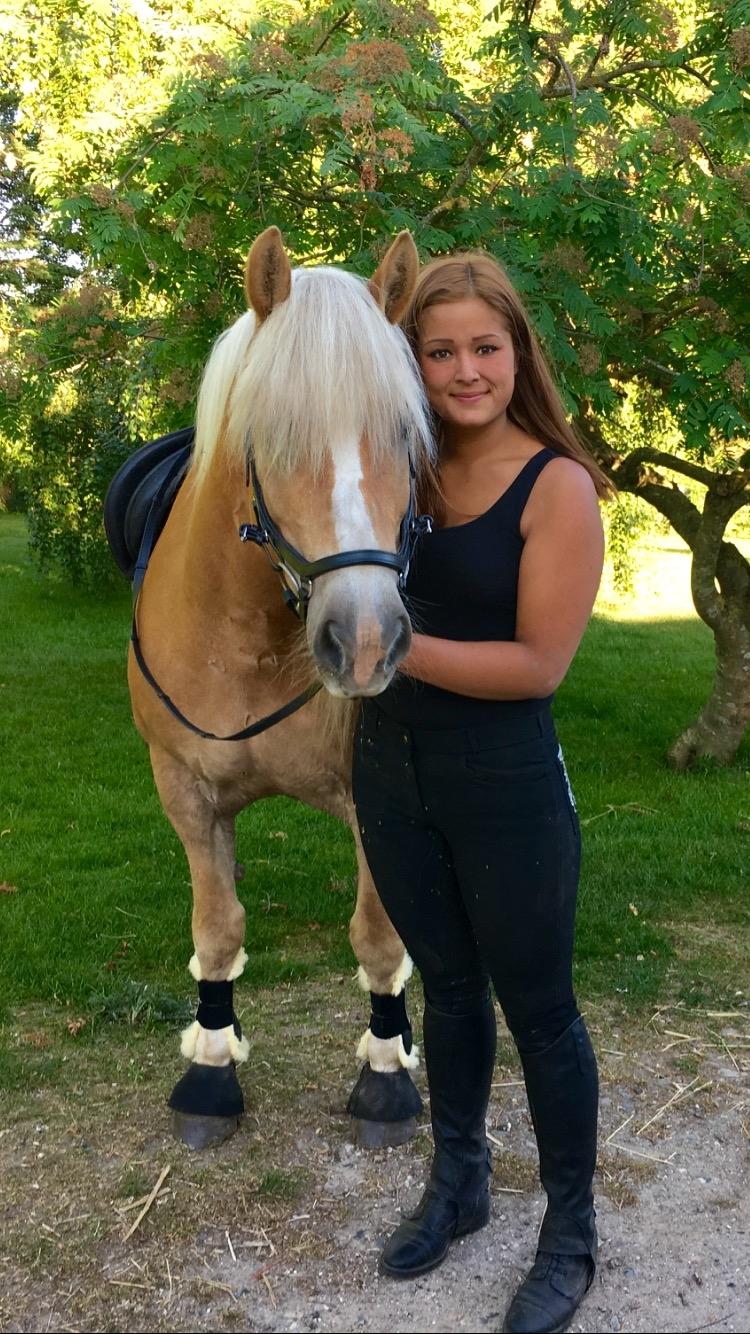 Haflinger Celina billede 3