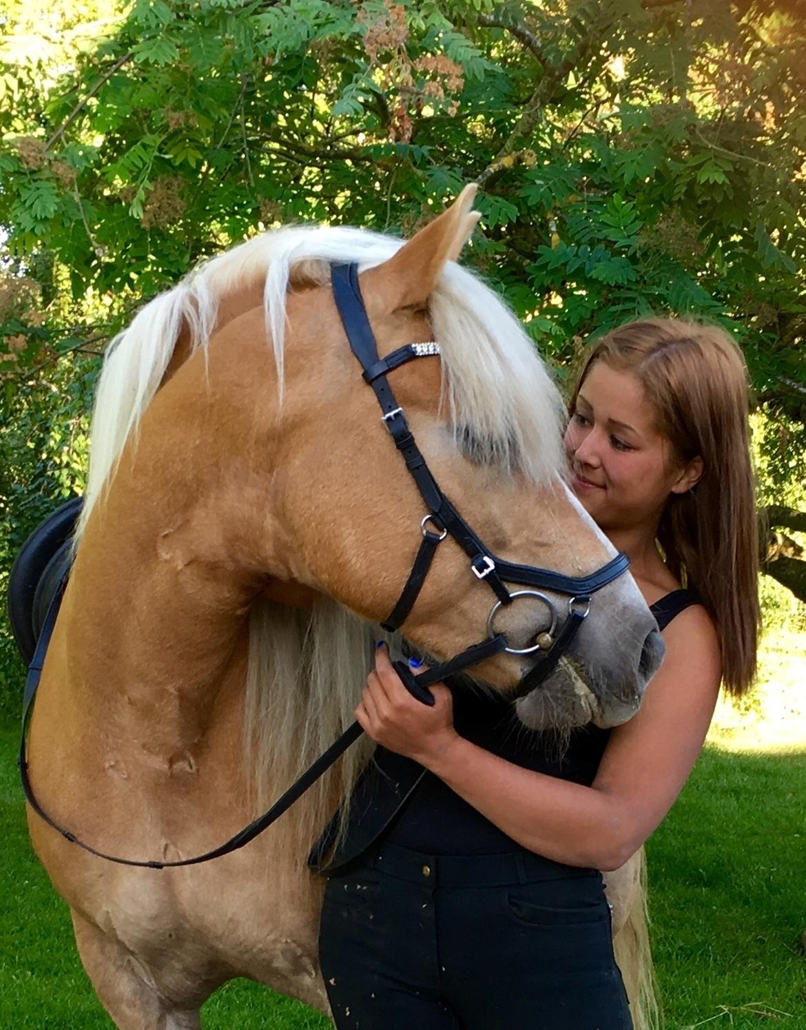 Haflinger Celina billede 1