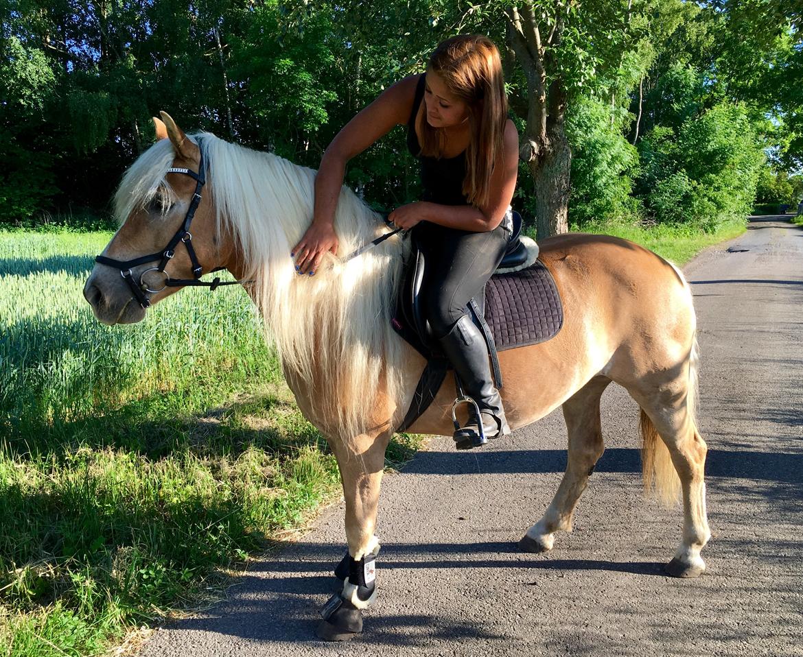Haflinger Celina billede 6