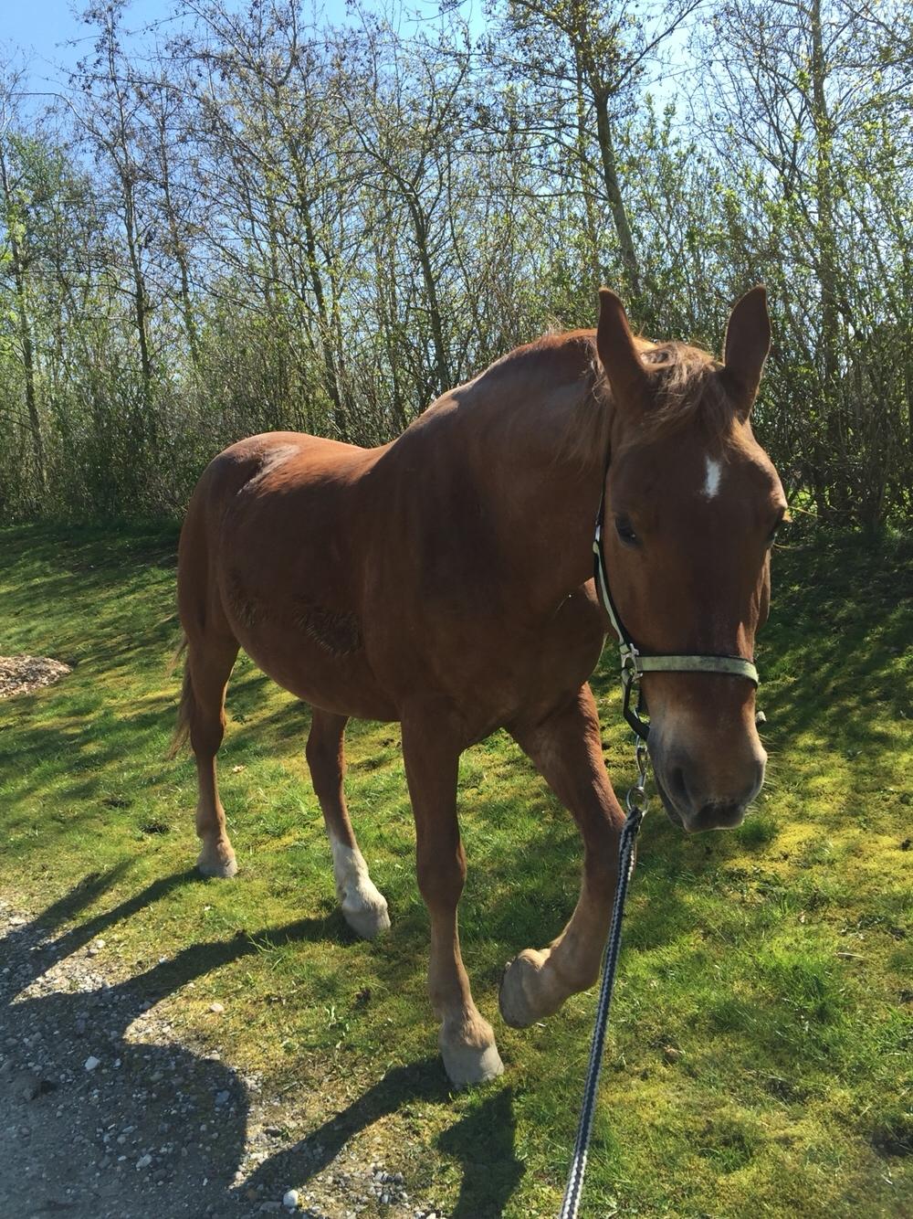 Frederiksborg Felix landlyst "aflivet" billede 7