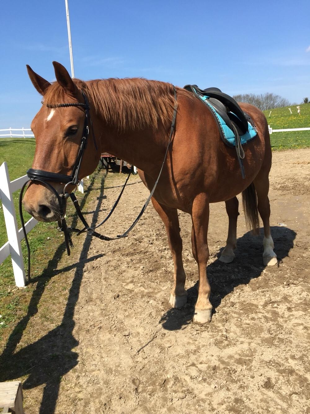 Frederiksborg Felix landlyst "aflivet" billede 8