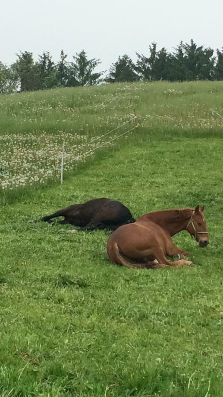 Frederiksborg Felix landlyst "aflivet" billede 12