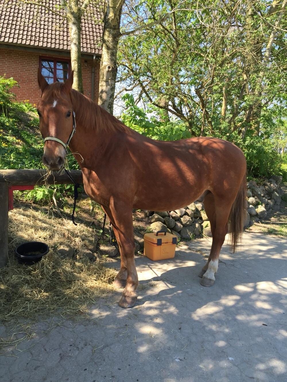 Frederiksborg Felix landlyst "aflivet" billede 11