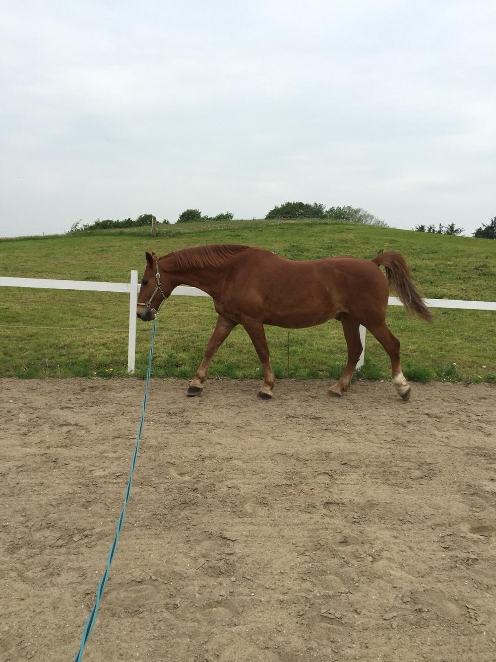 Frederiksborg Felix landlyst "aflivet" billede 15