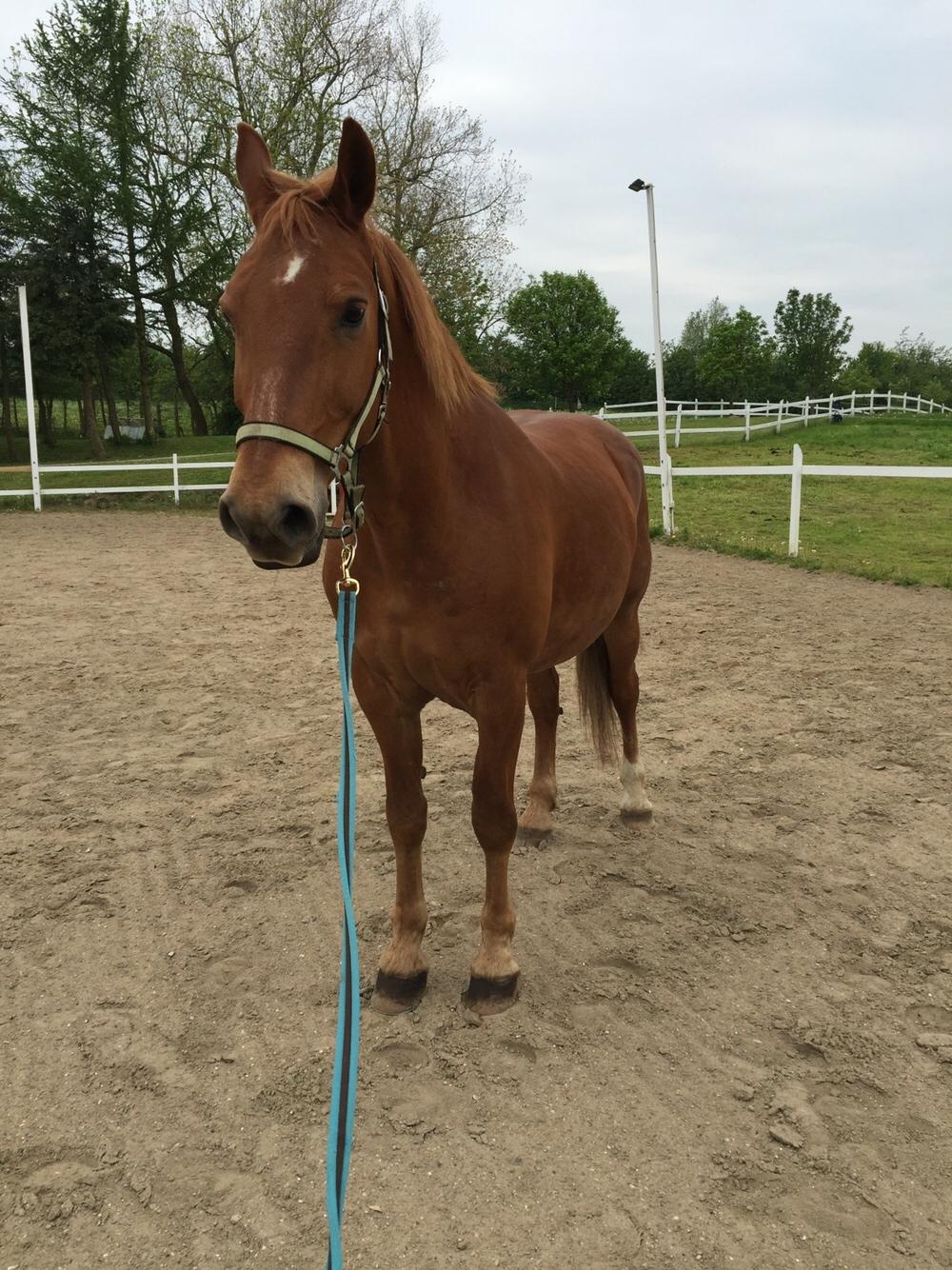 Frederiksborg Felix landlyst "aflivet" billede 16
