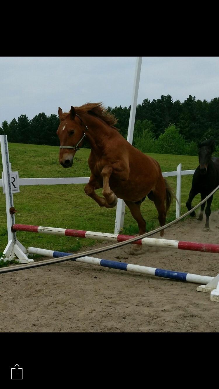 Frederiksborg Felix landlyst "aflivet" billede 17