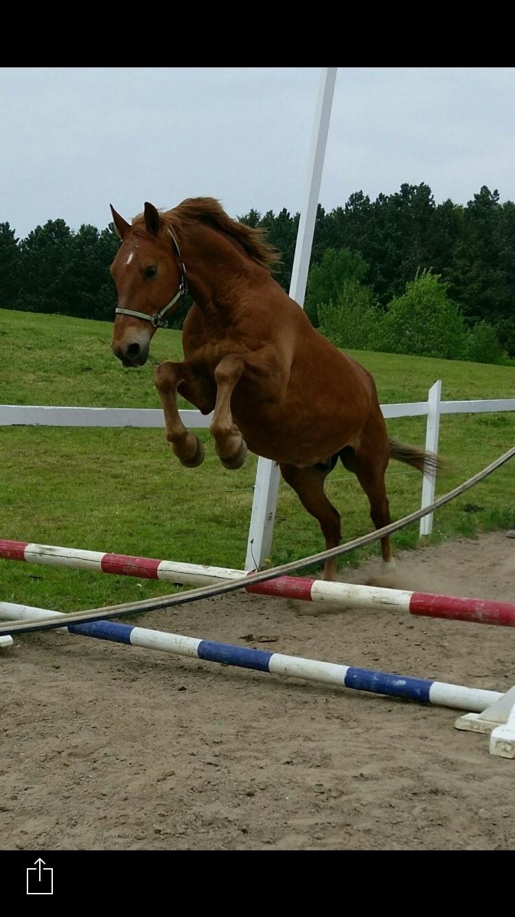 Frederiksborg Felix landlyst "aflivet" billede 19