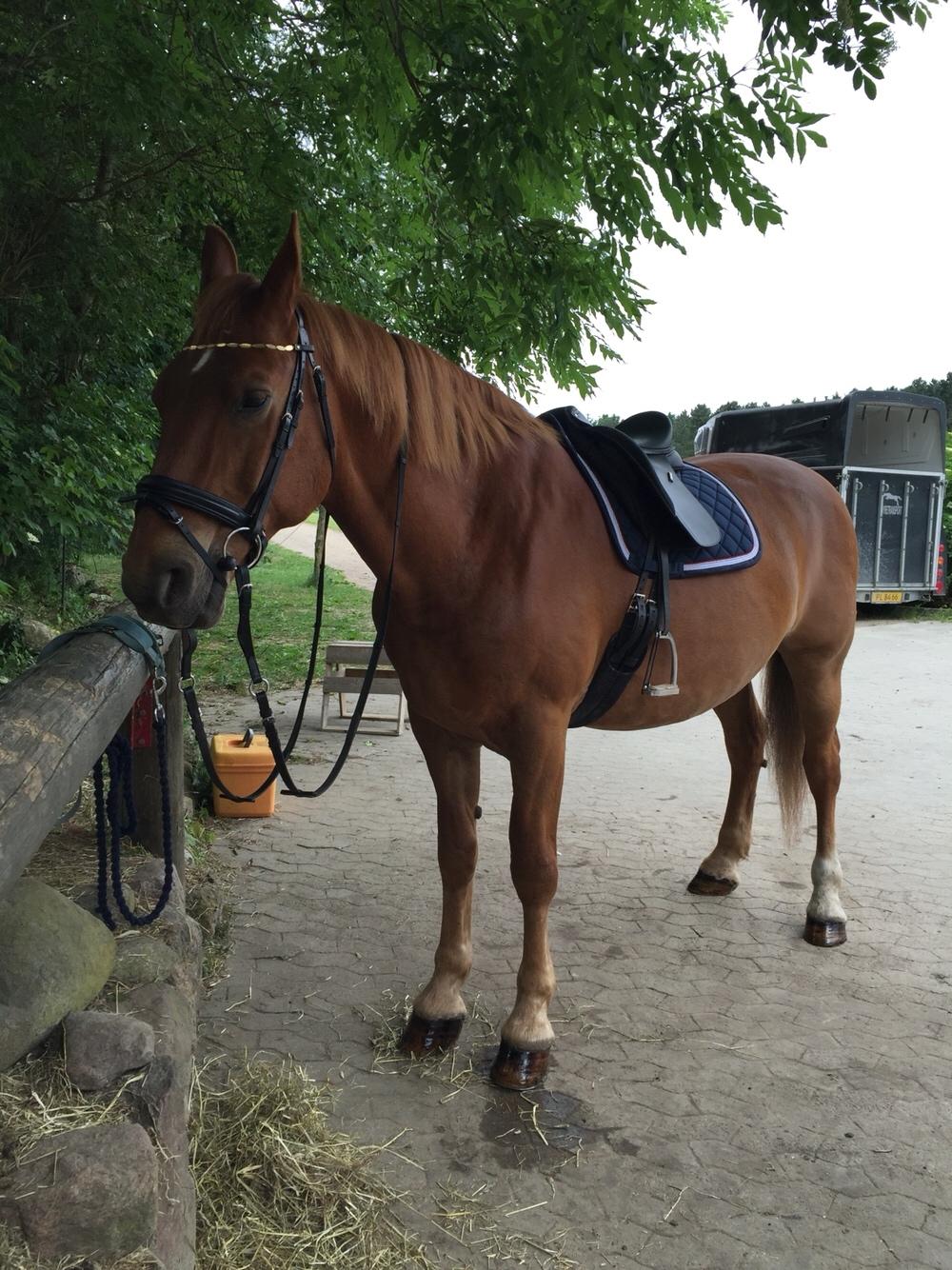 Frederiksborg Felix landlyst "aflivet" billede 20