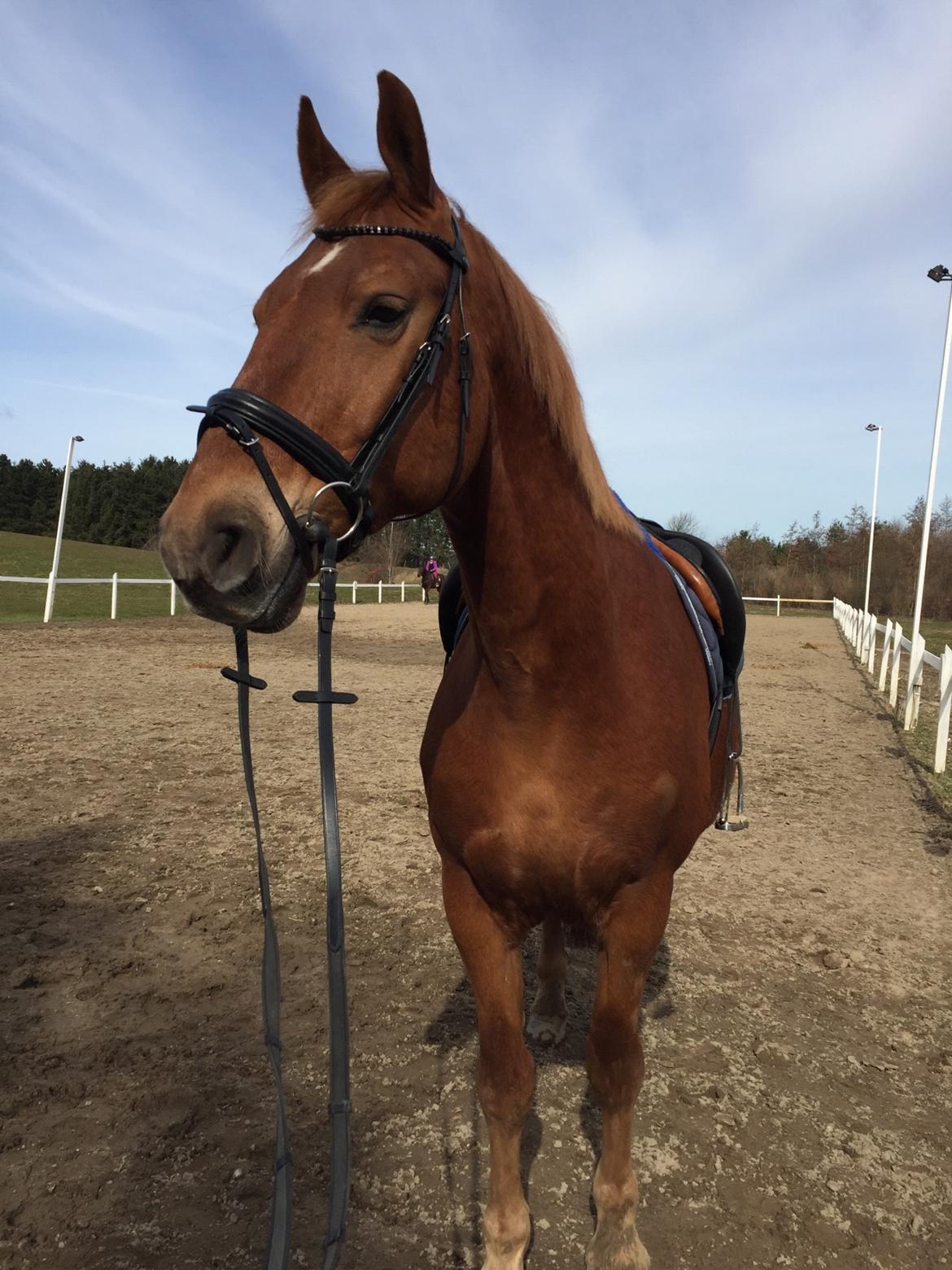 Frederiksborg Felix landlyst "aflivet" billede 1